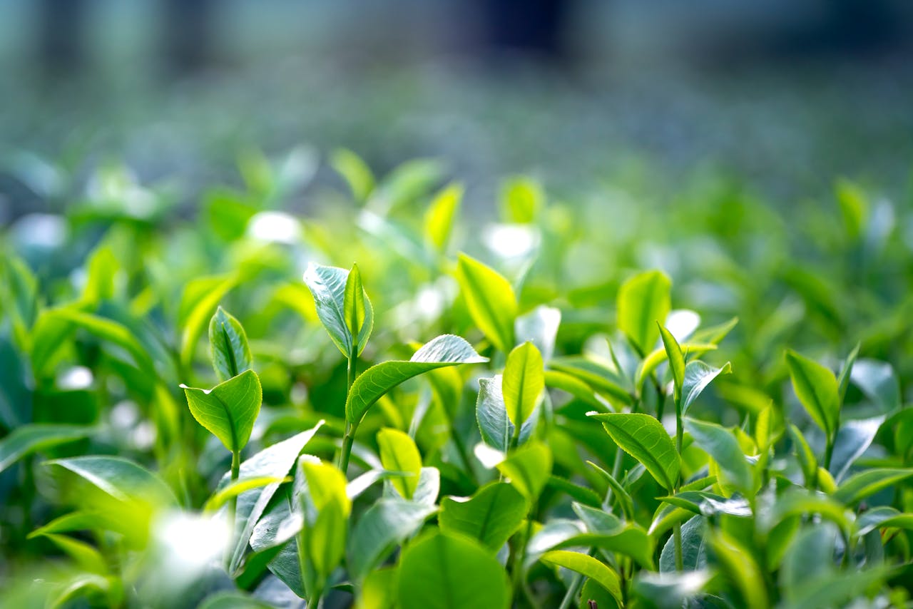 Macro Photography Of Leaves